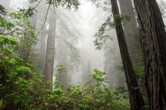 Fototapeta Foggy Redwood Forest Landscape