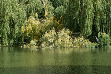 Bird lake with vegetation and heron