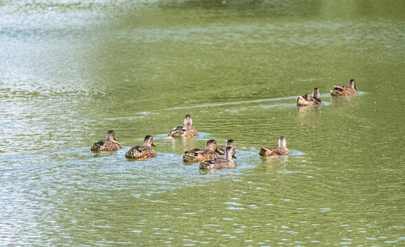 Duck family swimming in a lake