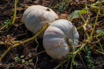 Close-up of a ripe white edible pumpkin isolated in natural light, symbol of autumn harvest, organic farming, seasonal food, healthy nutrition, vegetarian cuisine, Halloween and Thanksgiving decor