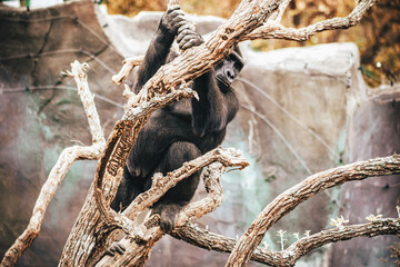 GORILLA
