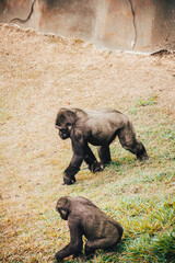 Naklejka premium GORILLA