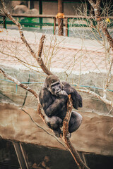 Naklejka premium GORILLA