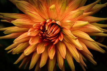 orange dahlia flower closeup blooming in outdoor garden