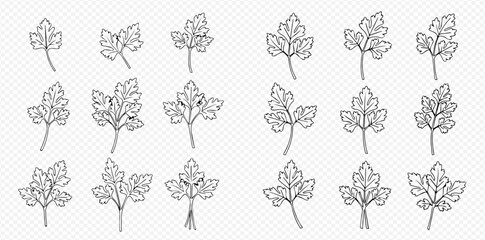 Black and white line art illustrations of parsley leaves in various botanical forms.