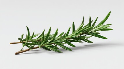 Fresh rosemary sprig close up
