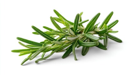 Fresh rosemary sprig close up
