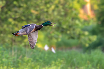 Obraz premium Closeup of a male mallard duck, mallard drake, in flight.