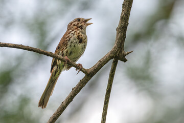 Song sparrow singing as it perches on a branch.
