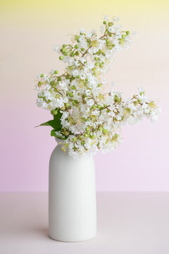 Dreamy ombre crepe myrtle flower still life