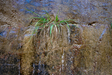 Grass plant growing out of rock cliff wall with water weeping down, Riverside Trail, Zion National Park, Utah
