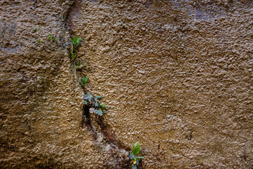 Plants growing out of rock cliff wall with water weeping down, Riverside Trail, Zion National Park, Utah
