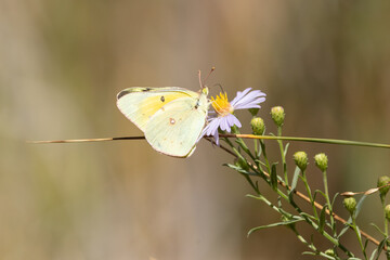 An Orange Sulfur butterfly gathers nectar from a wild fleabane flower on a sunny late summer day with a background of out of focus green and brown foliage.