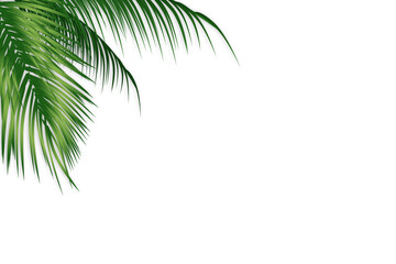 Fototapeta premium Palm leaves background tropical beach vacation paradise
