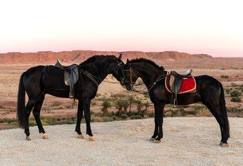 Two black horses in Ait Benhaddou desert
