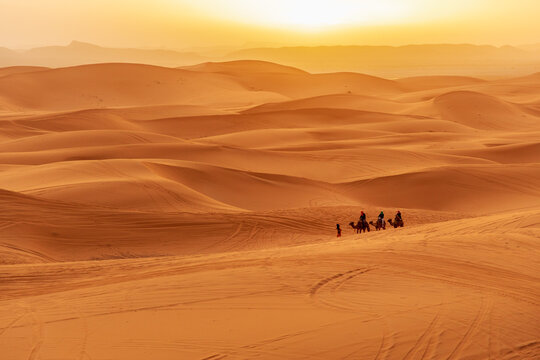Camel caravan crossing Sahara desert at sunset

