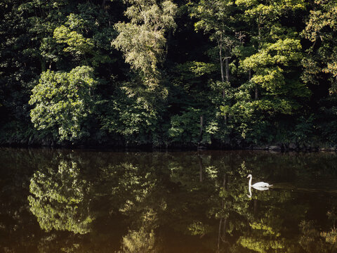 Swan gliding on a tranquil river