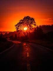 Road at sunset with tree in backlight created in Generative AI