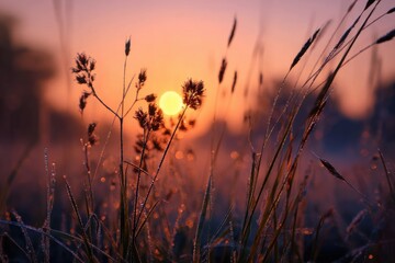Sunrise through dewy grass
