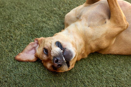 Naughty, mischievous dog portrait