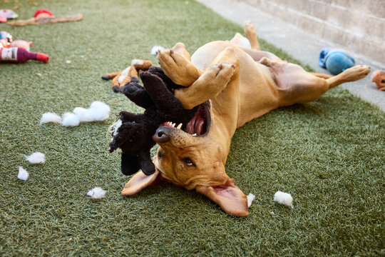 Dog with torn stuffy in teeth