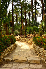 ścieżka i kamienne schody w egzotycznym ogrodzie z palmami, gaj palmowy w Elche, Botanical garden in Elche, Alicante, spain, path and stone steps in an garden, Huerto Del Cura Botanical Garden Palm  © kateej