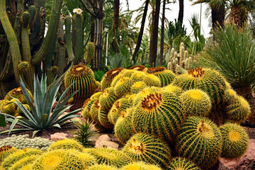 egzotyczny ogród z palmami i kaktusami, gaj palmowy z palmami i kaktusami, Botanical garden in Elche, Alicante, spain, palm trees and cacti,  palmy i kaktusy, echinocactus grusonii © kateej