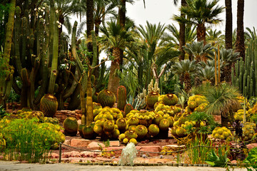 egzotyczny ogród ze stawem i wysokimi palmami, gaj palmowy w Elche, Botanical garden in Elche, Alicante, spain, Water pond and palm trees and cacti, Huerto Del Cura Botanical Garden Palm  © kateej