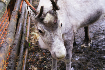 Reindeer in a zoo, caribou in North America, wild animal, nature.