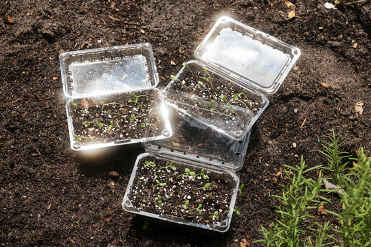 Garden Seedlings in Repurposed Containers