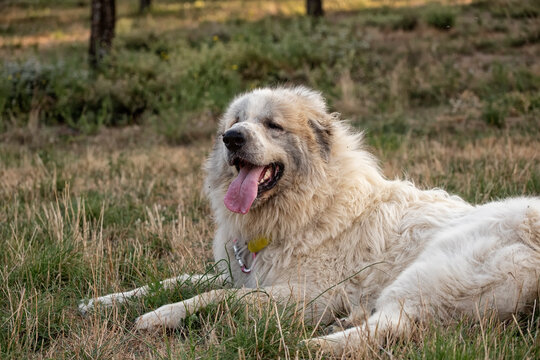 Catalan Pyrenean Mastiff resting in a high mountain meadow