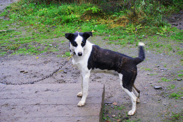 Norwegian mix sled dog e, man's best friend, pet.