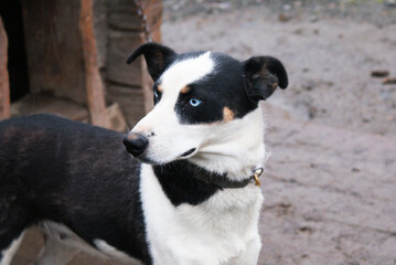 Norwegian mix sled dog e, man's best friend, pet.
