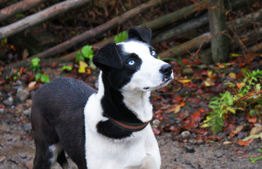 Norwegian mix sled dog e, man's best friend, pet.