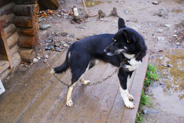 Norwegian mix sled dog e, man's best friend, pet.