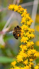 Bee on a cluster of golden flowers