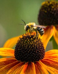 Bee on a coneflower.  Close-up of a bee on a flower