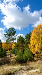Naklejka premium Autumn forest scene under a partly cloudy sky