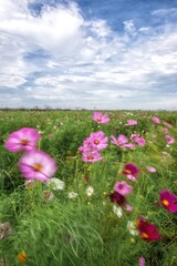 青空とコスモスのある秋の風景
