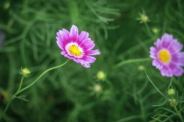 青空とコスモスのある秋の風景
