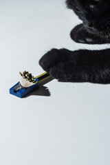 Black cat paw holding yellow pencil in blue sharpener with wood shavings on white surface