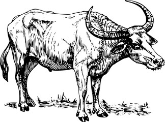 black and white bull