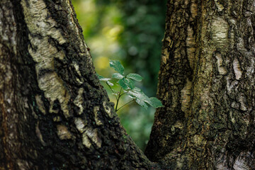 Young plant growing in the gap between two tree trunks in forest, concept of resilience, nature and sustainable growth.
