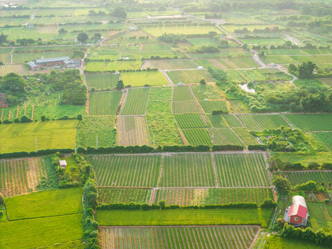 Aerial View of Neatly Arranged Rural Farmland at Dawn