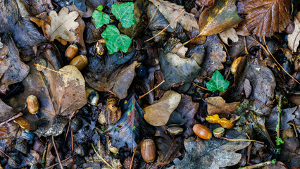 Close-up of acorns and fallen autumn leaves on forest ground with green ivy, symbol of seasonal change and biodiversity.