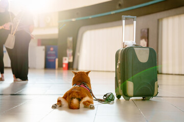 Dog Near Suitcase Airport Terminal
