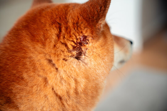 Dog injury wound