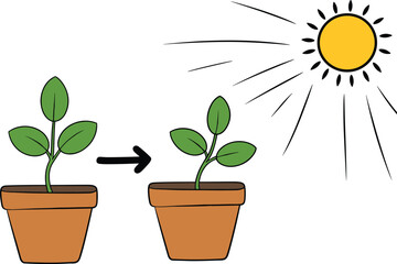 Young plant growing in sunlight, plant leaning toward sun, phototropism illustration, potted plant vector, biology concept, nature education graphic