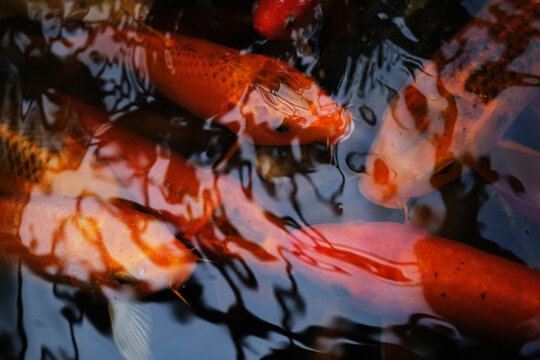 Colorful koi fish swimming in a serene pond 