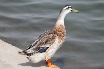 duck in water in wadi namar Saudi Arabia Riyadh.14 September 2025
